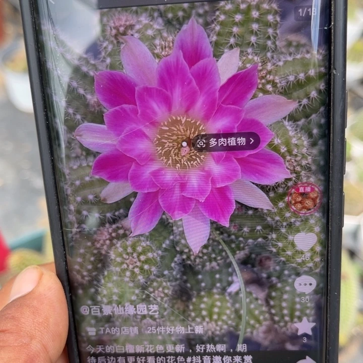 姐**儿白檀245仙人球群生
