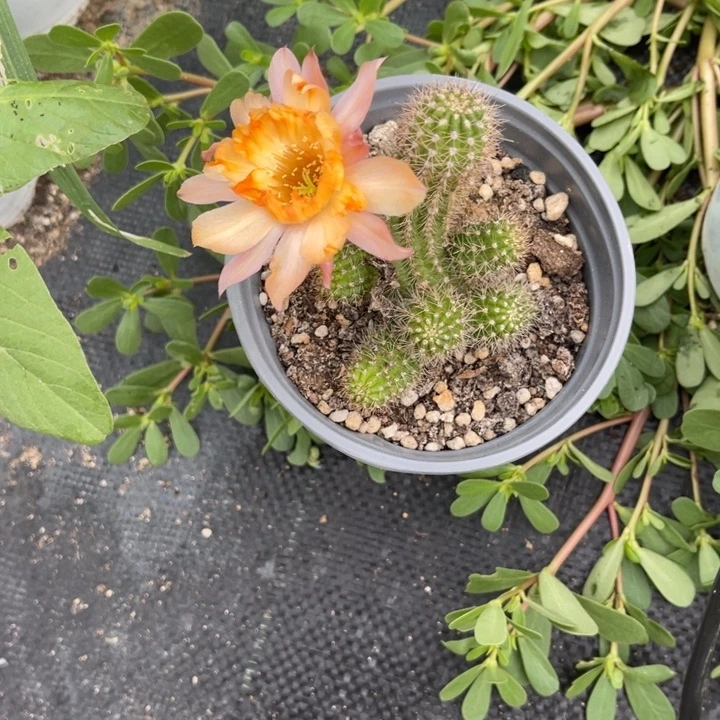 白檀z51仙人球243