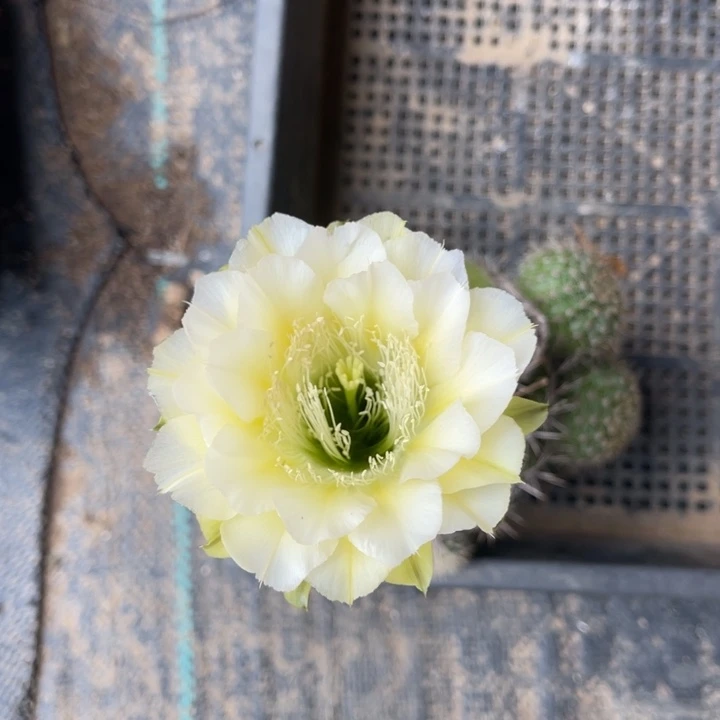 黄白仙人球侧芽随机221