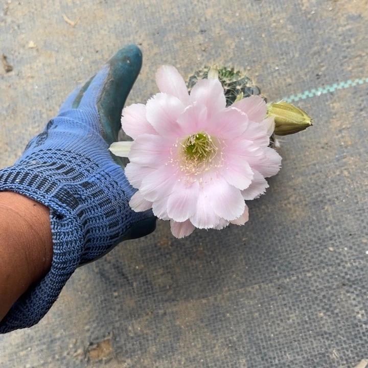 彩草仙人球彩草81