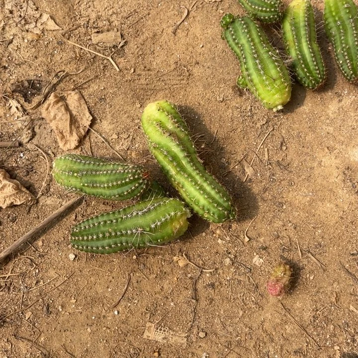 栀**开白檀869侧芽随机