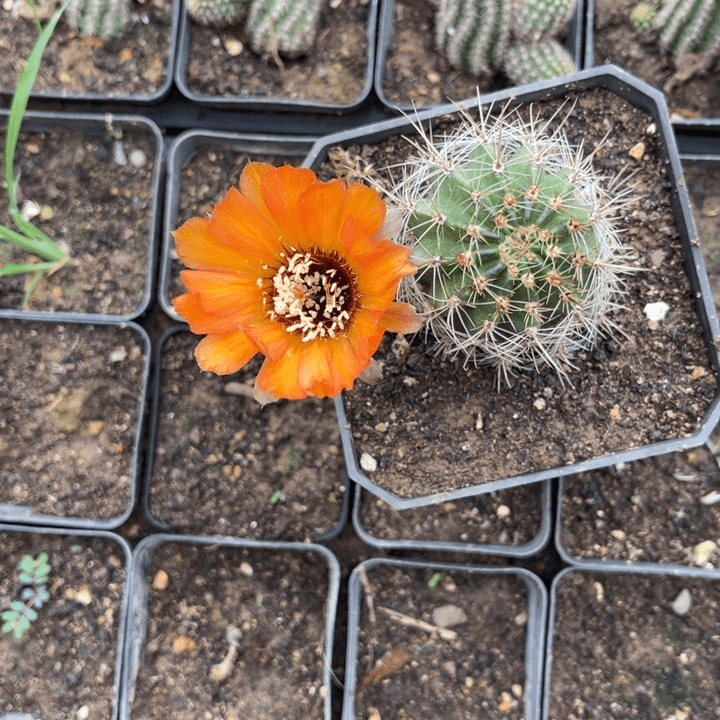 丽花橙喉仙人球371