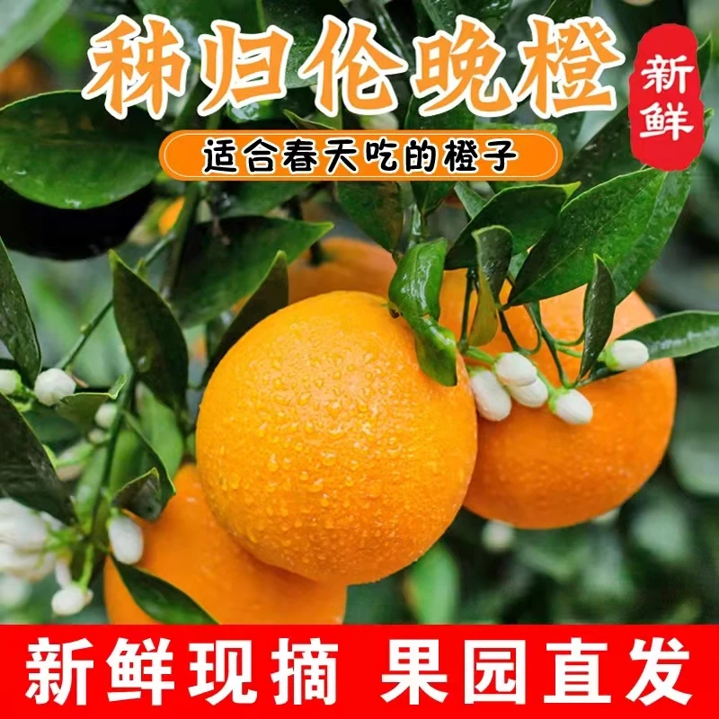 【鲜甜】秭归伦晚脐橙新鲜水果橙子湖北应季整箱冰糖甜农家现摘
