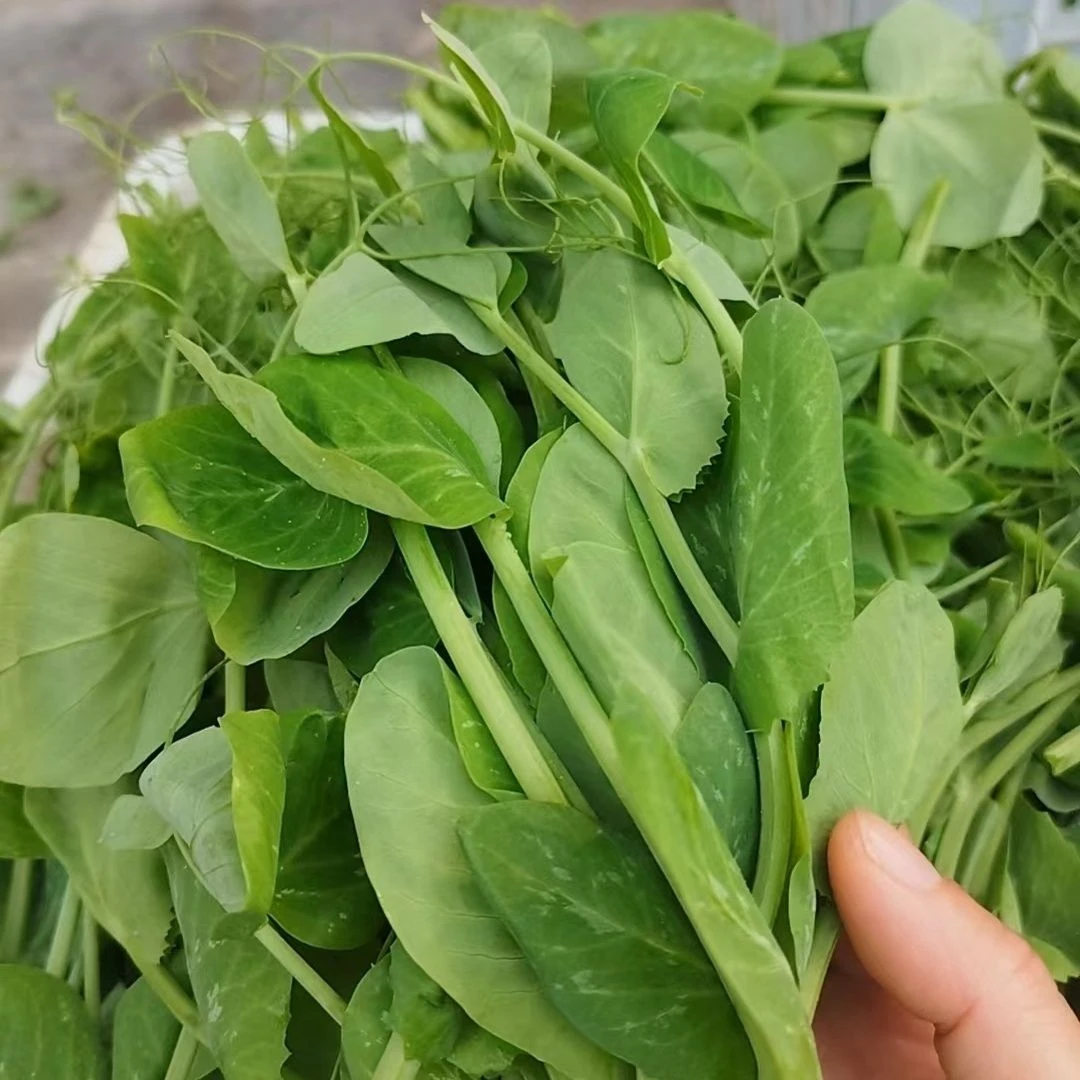 四川新鲜豌豆尖手掐豌豆尖农家豌豆尖火锅配菜时令蔬菜