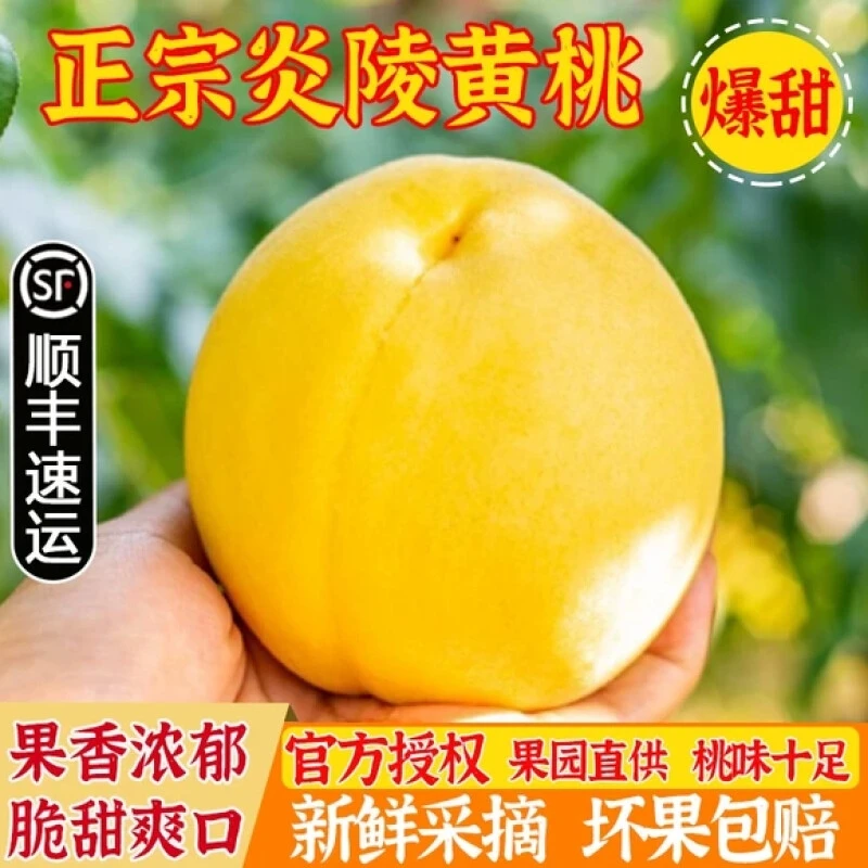 炎陵锦绣黄桃脆口黄桃新鲜水果黄金蜜桃当季高山黄桃整箱大桃子