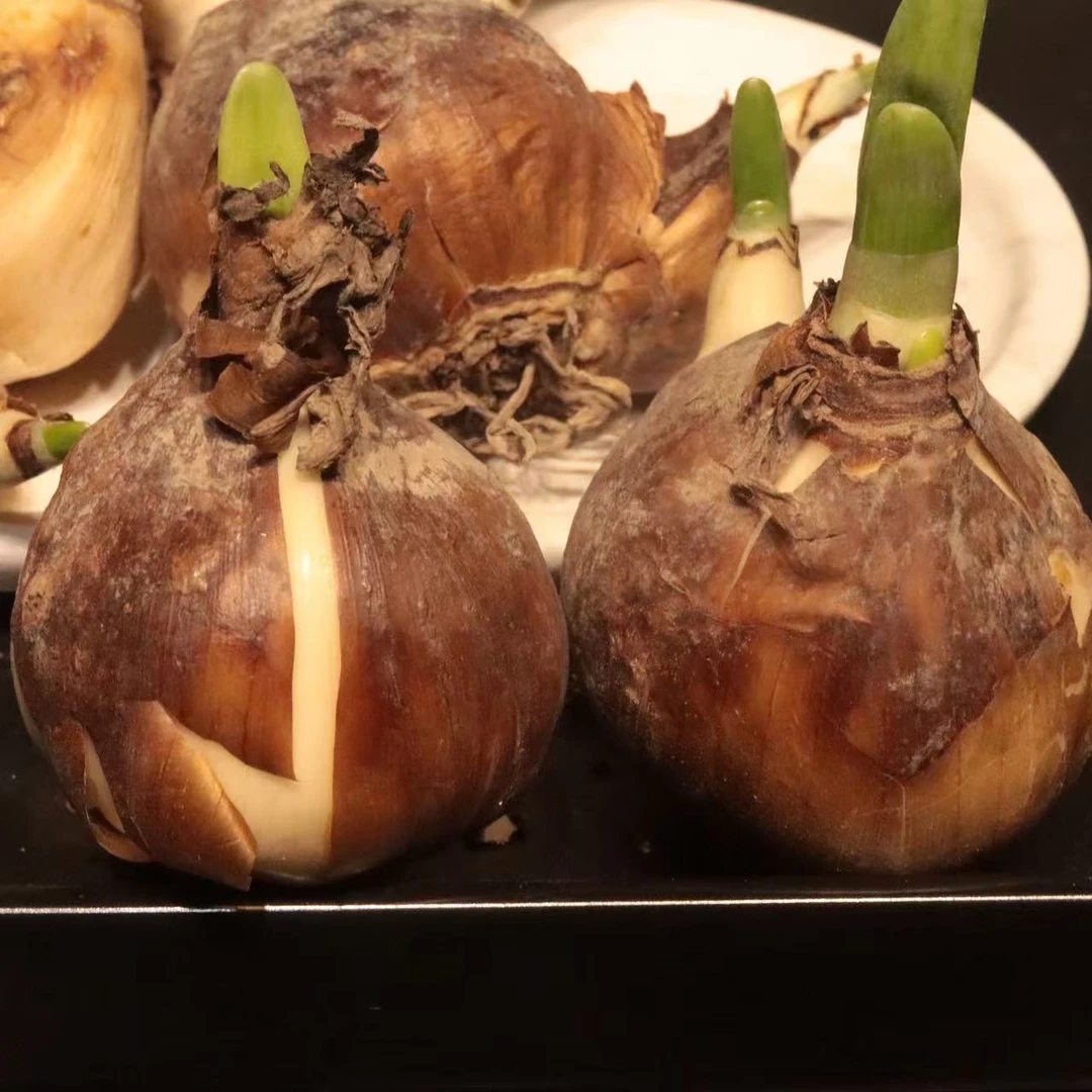 福建漳州正宗水仙花水培土培冬季开花植物耐寒