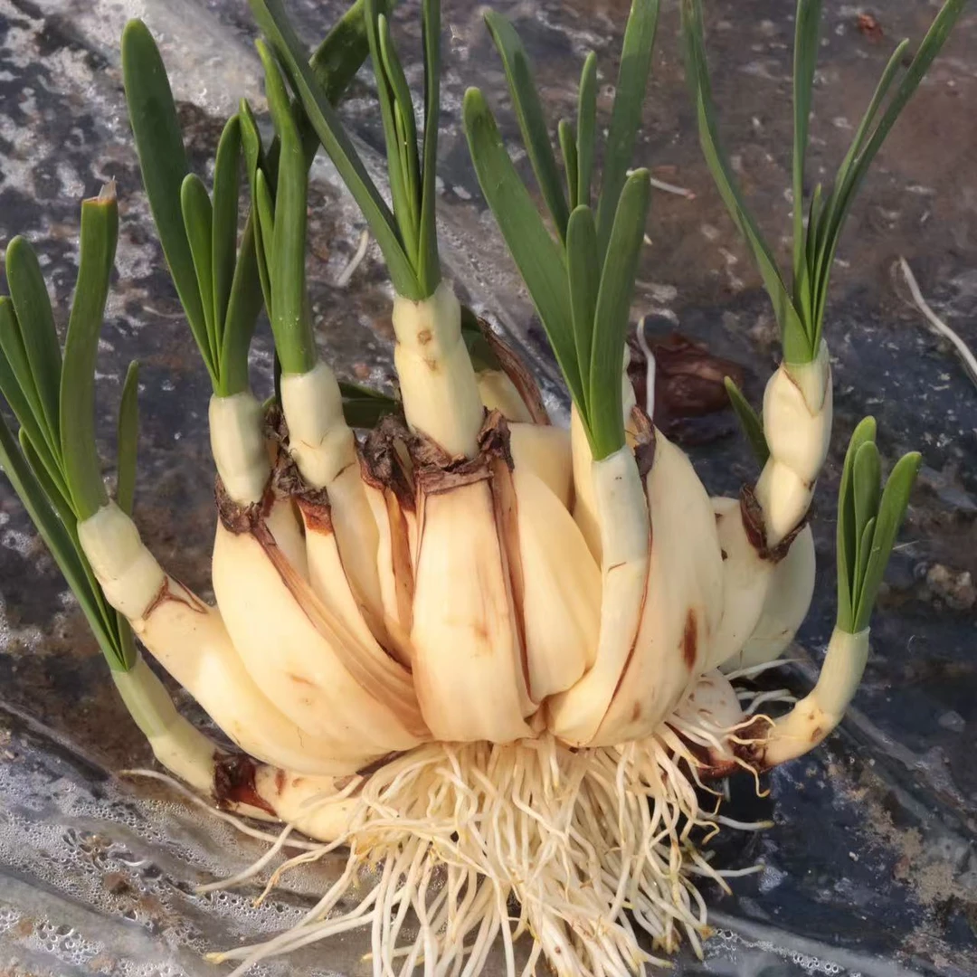 【特大花王】八字切水仙花水培土培带芽带根冬季开花植物耐寒不带盆