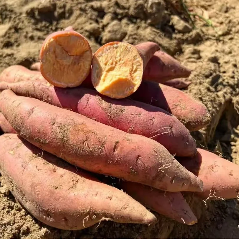 山东正宗烟薯25   农家自产