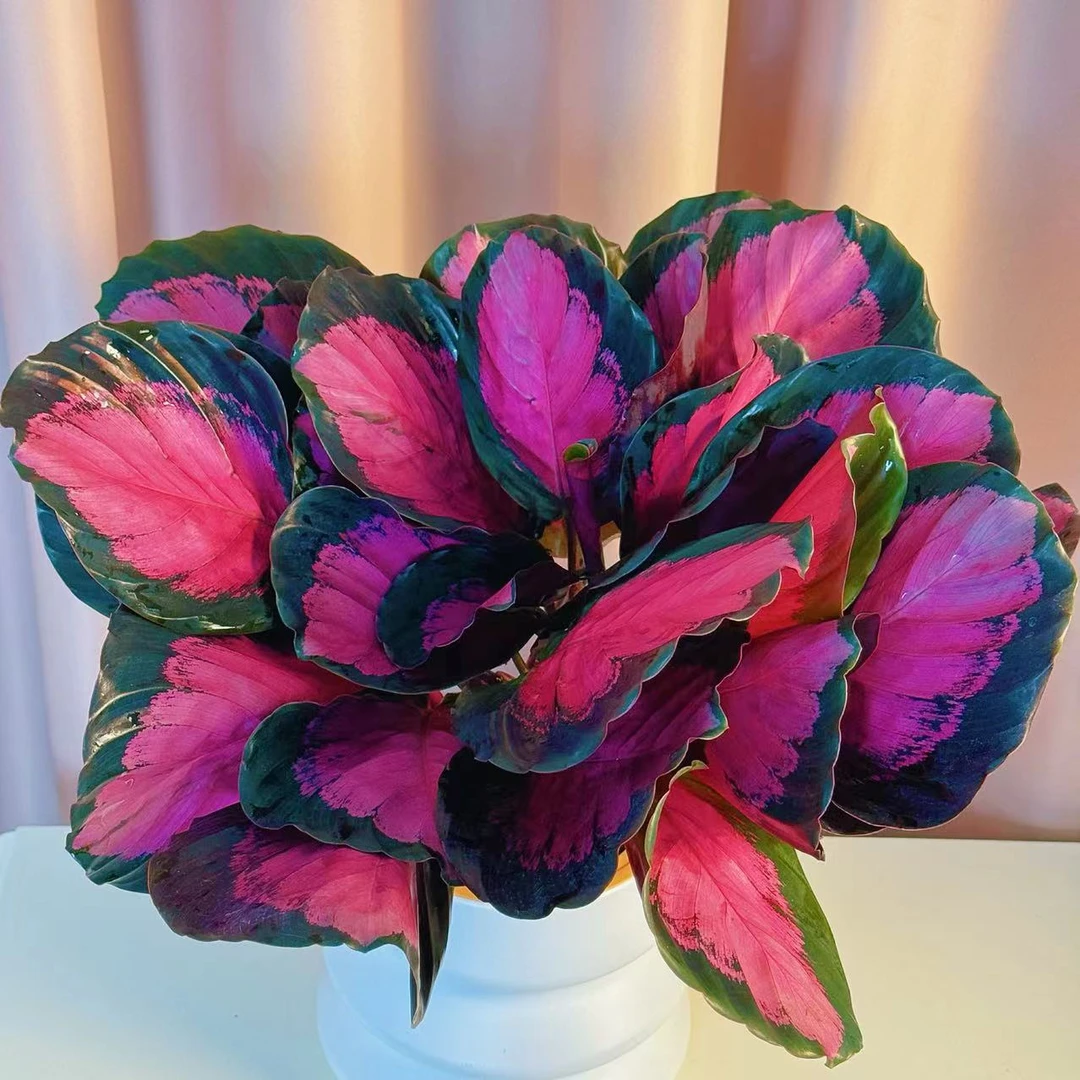 【红玫瑰竹芋】超搞颜值红玫瑰竹芋水培观叶彩色绿植盆室内好养耐阴