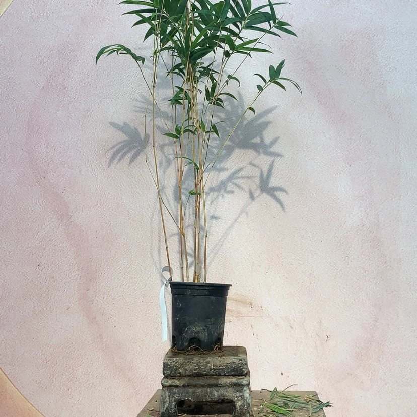 【闪购商品】竹子竹子竹子