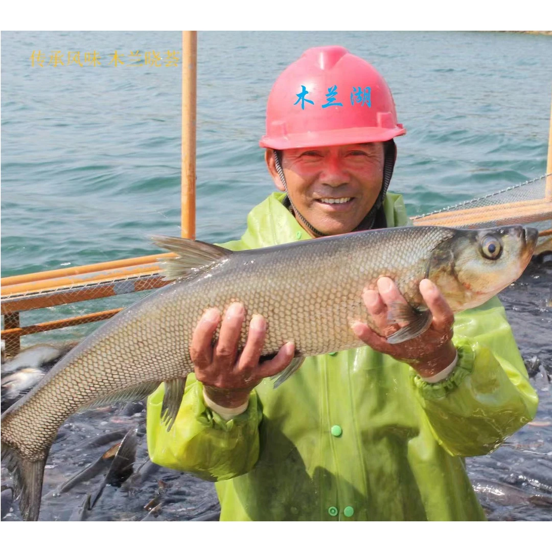 武汉黄陂木兰湖阳干翘嘴鲌大白刁