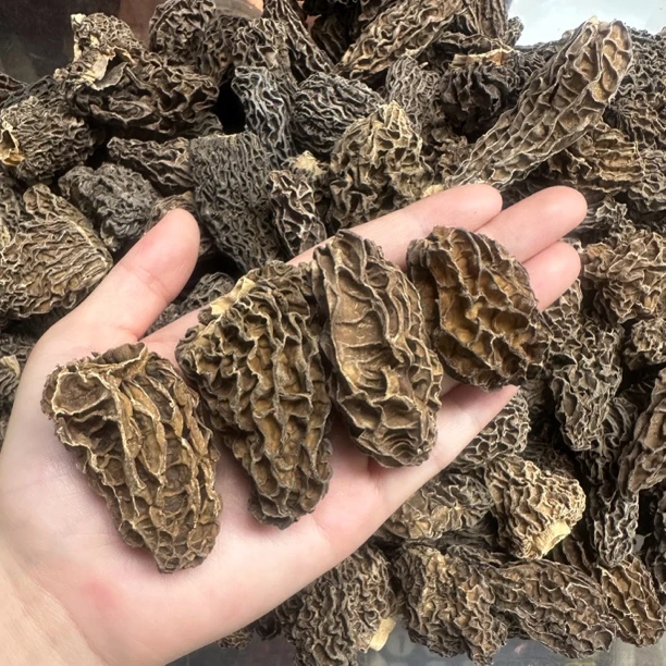 野/生羊肚菌干货西藏羊肚蘑菇煲汤食材散装