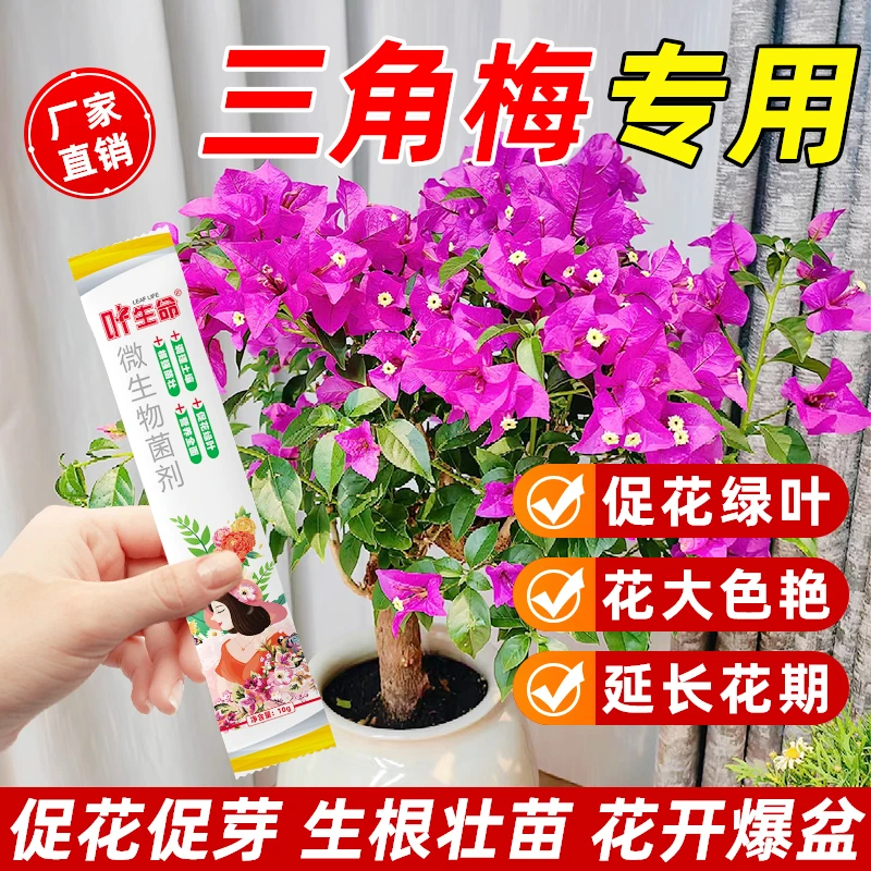 【三角梅爆花】三角梅催花营养液防黄叶掉叶促生长助开花延花期肥料