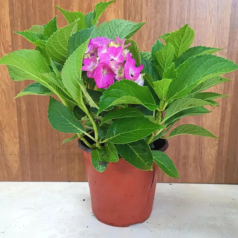 无尽夏绣球带花苞好养护花苗八仙花四季开花庭院阳台花卉盆栽种植