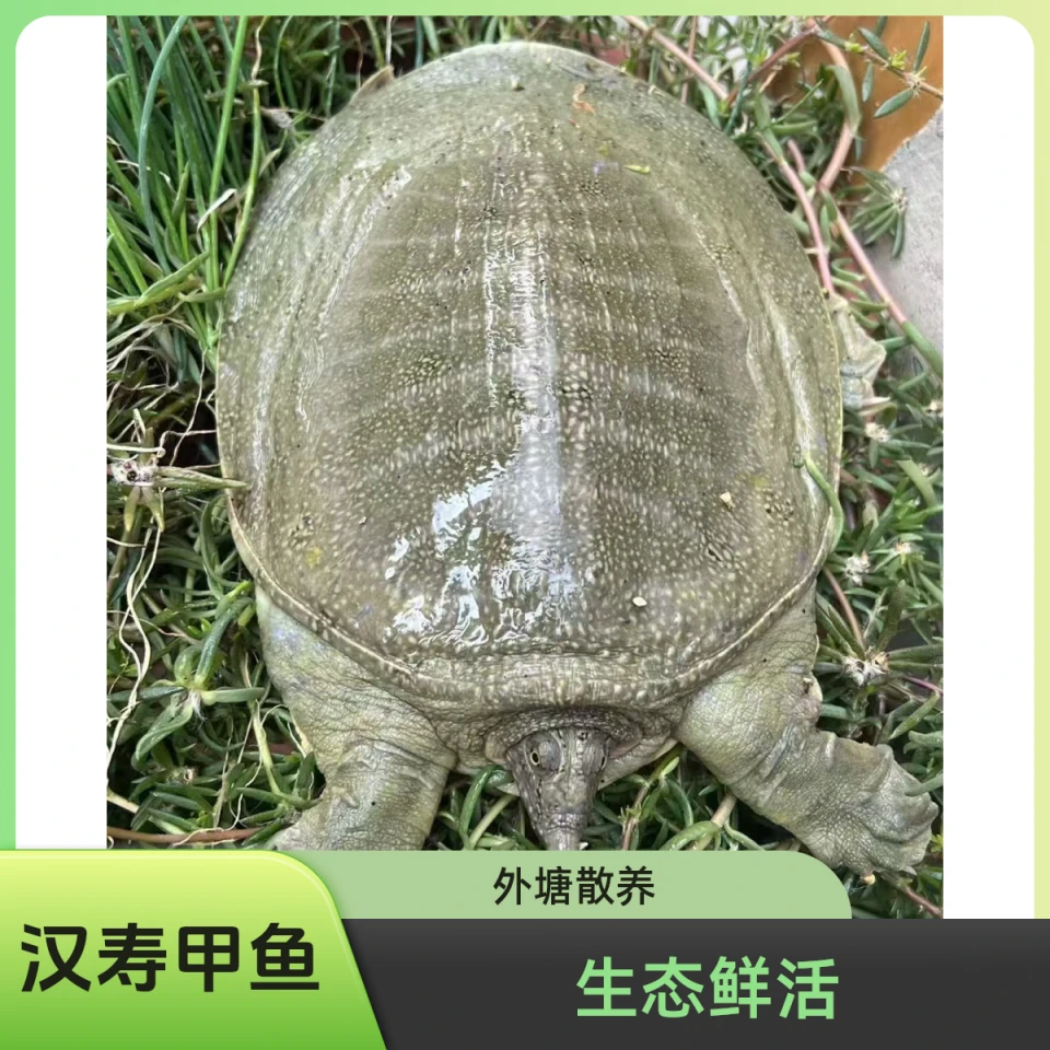 汉寿鲜活生态甲鱼拍一发二（2.5-3斤）包邮青背白底