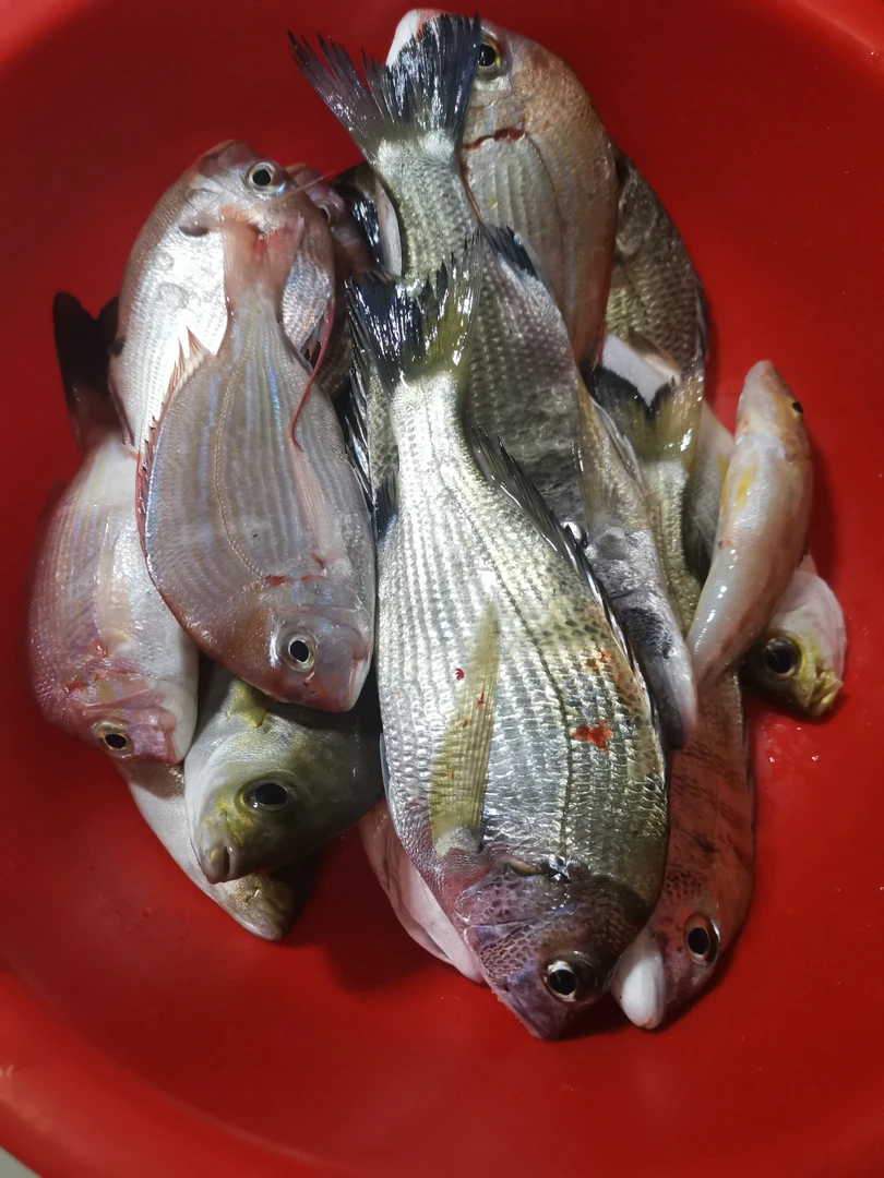 海钓腊鱼杂鱼（175元五斤包邮）