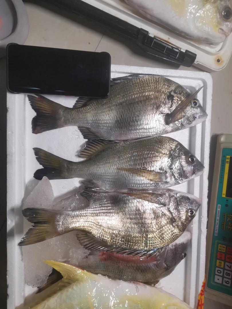 北海六哥海钓大腊鱼200块5斤包邮
