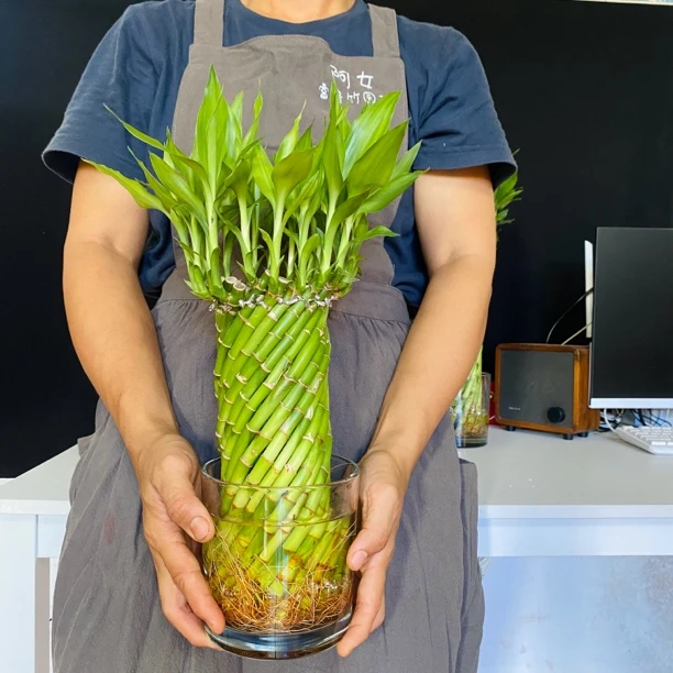 阿女直播【中号编织富贵竹】室内艺术绿植有根好养