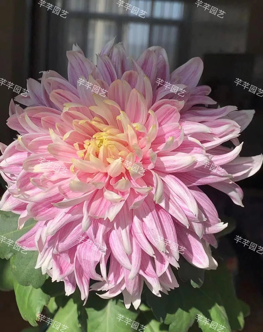 半成品【桃之艳】菊花（盆栽）原盆发货（盆坏不赔