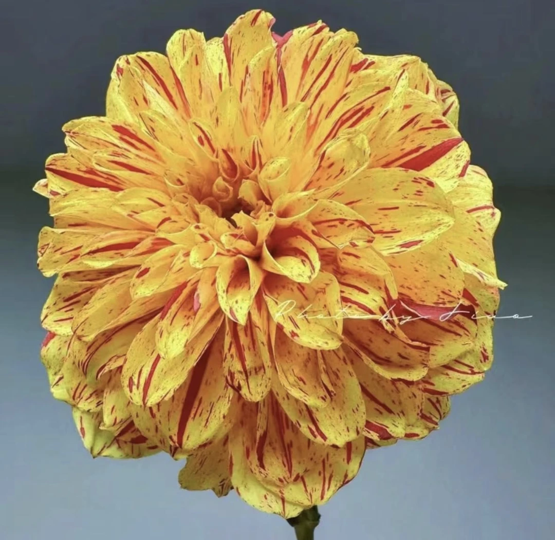 【涂夫人】大丽花（盆栽）带花苞原盆发货（盆坏不赔