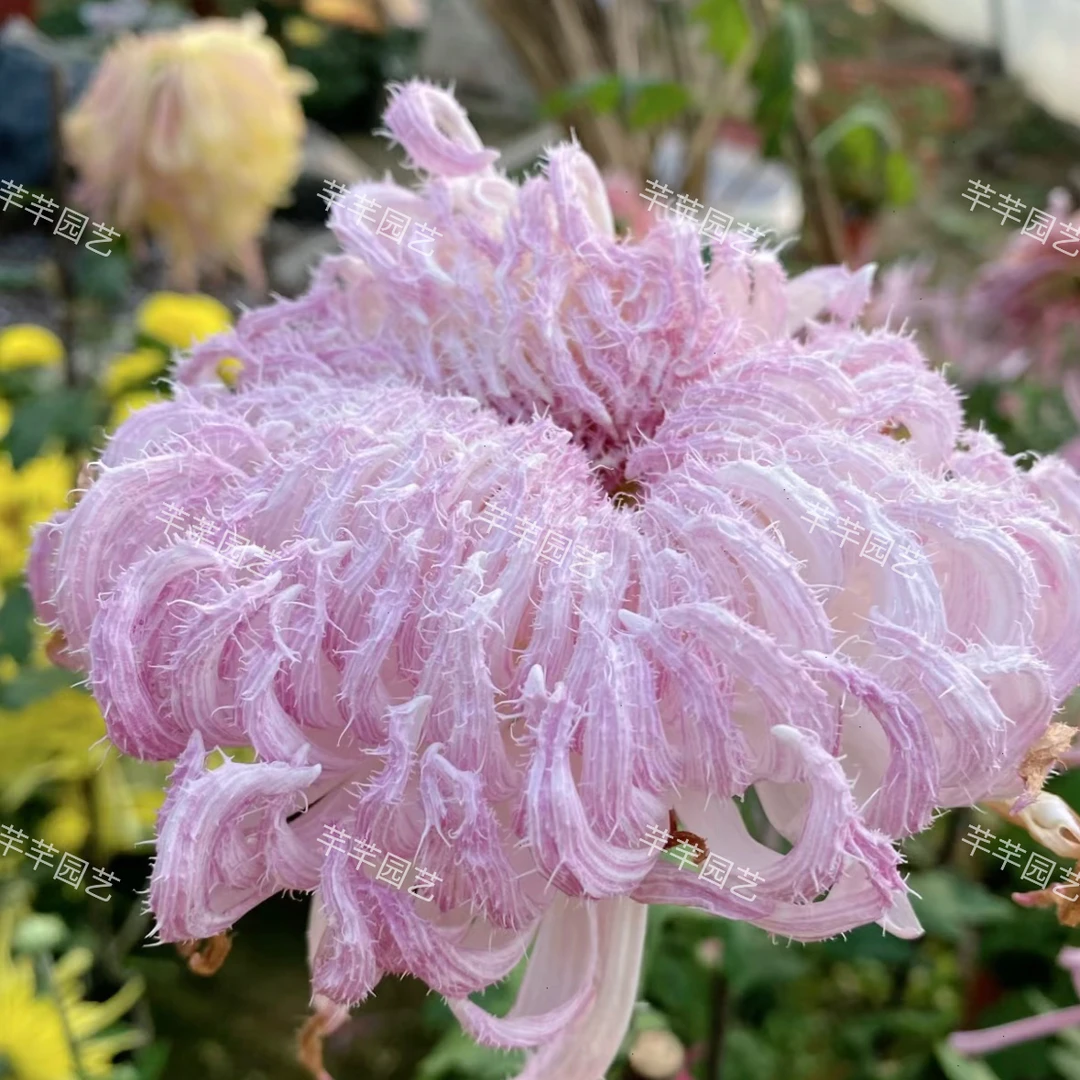【鹅毛粉黛】菊花(盆栽)原盆发货(盆坏不赔