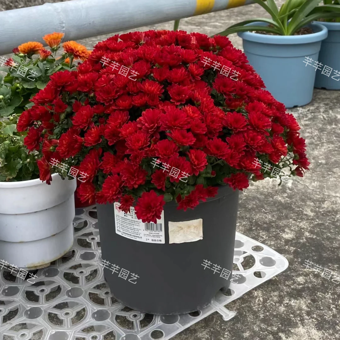 【千头菊】菊花（盆栽 断枝不包赔）带花苞 原盆发货 图片参考颜色