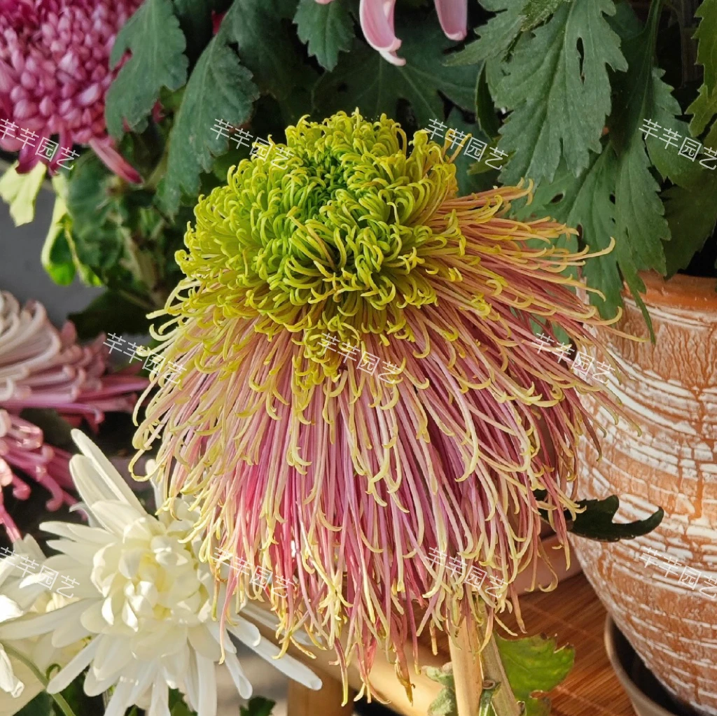 大菊【山海·深潭】成品苗 刚上花苞（7天售后期）原盆原土发货