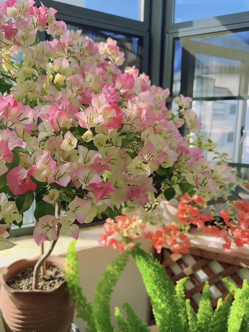 【绿叶樱花】三角梅盆栽四季勤花爬藤绿植