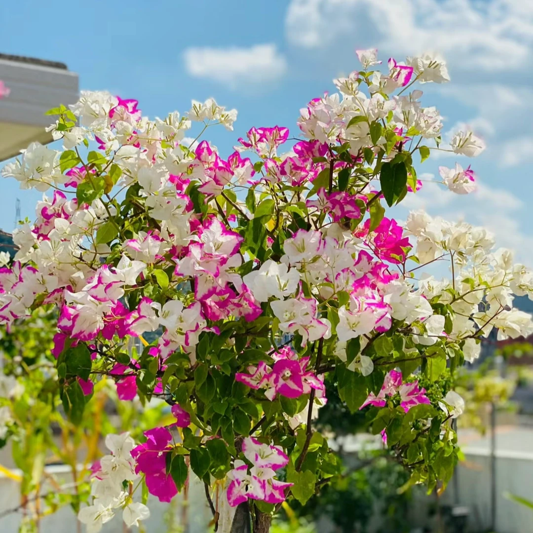 【椰子冰】三角梅爬藤绿植四季勤花喜阳植物