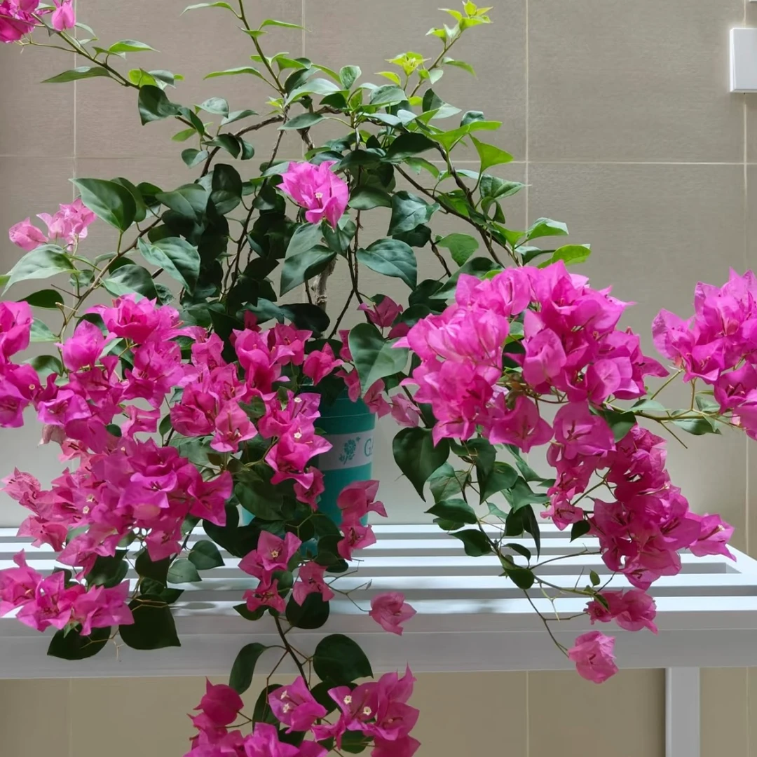 【绿叶宫粉】三角梅四季勤花爬藤庭院绿植