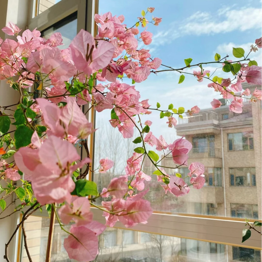 【橙粉公主】顽皮/三角梅四季勤花爬藤绿植