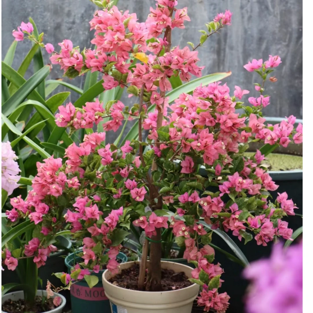 【绿叶米罗】三角梅四季勤花庭院爬藤绿植