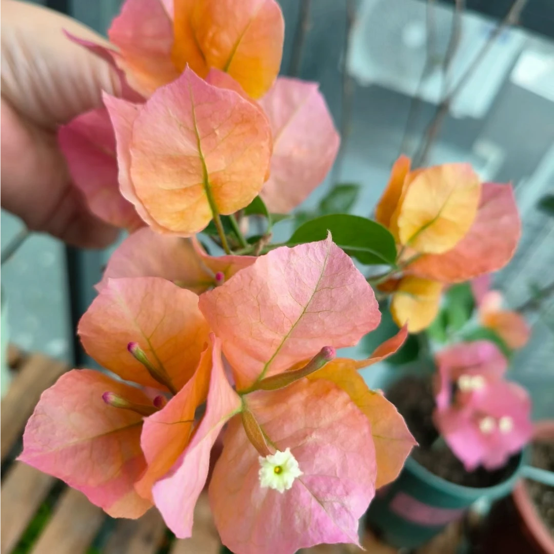 【唐三彩】三角梅四季勤花爬藤庭院绿植