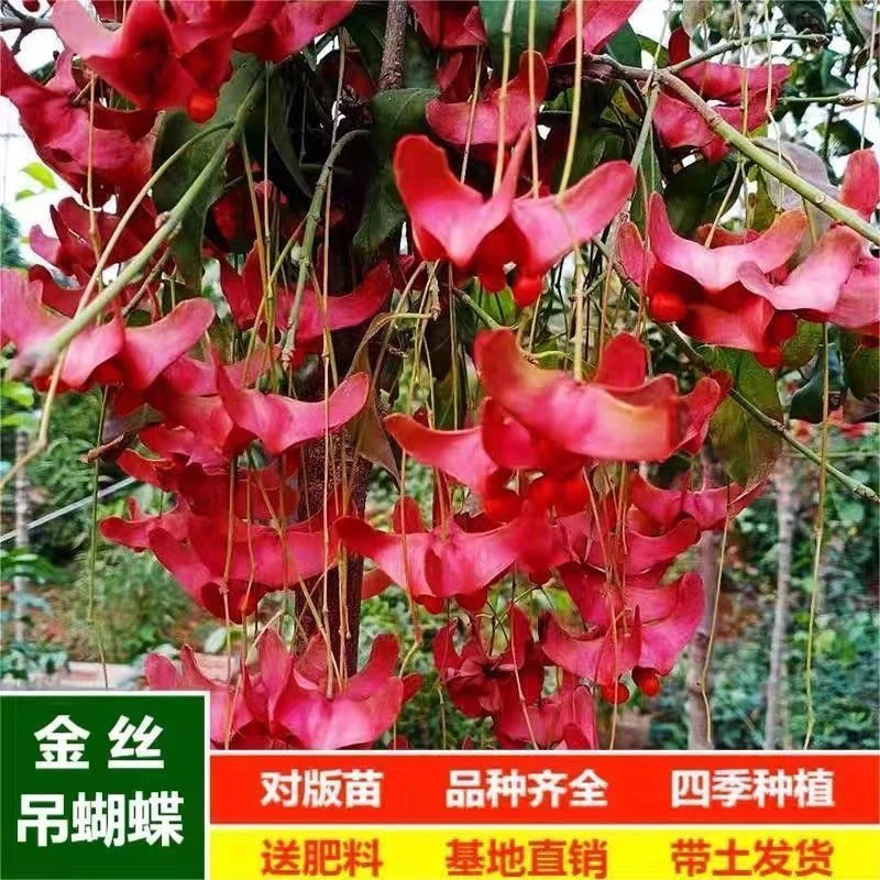 金丝吊蝴蝶树苗卫矛原生金线吊蝴蝶盆栽地栽花卉基地开花庭院盆景