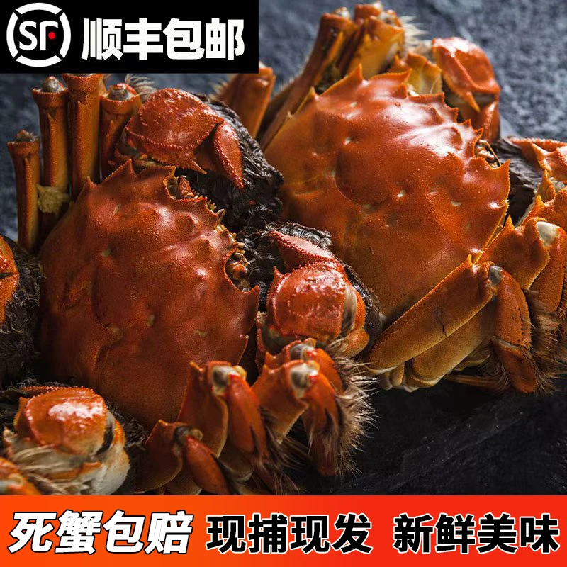 【活蟹】精品大闸蟹公（3.5-3.3两）+母（2.5-2.3两）10只-A