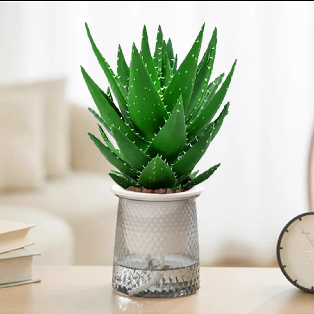 不夜城芦荟送轻奢水培杯室内绿植吸甲醛净化空气好养活耐冻