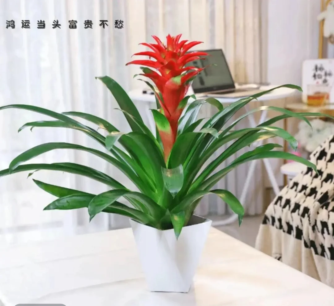 鸿运当头盆栽送菱形盆室内客厅办公室家用净化空气绿植花卉