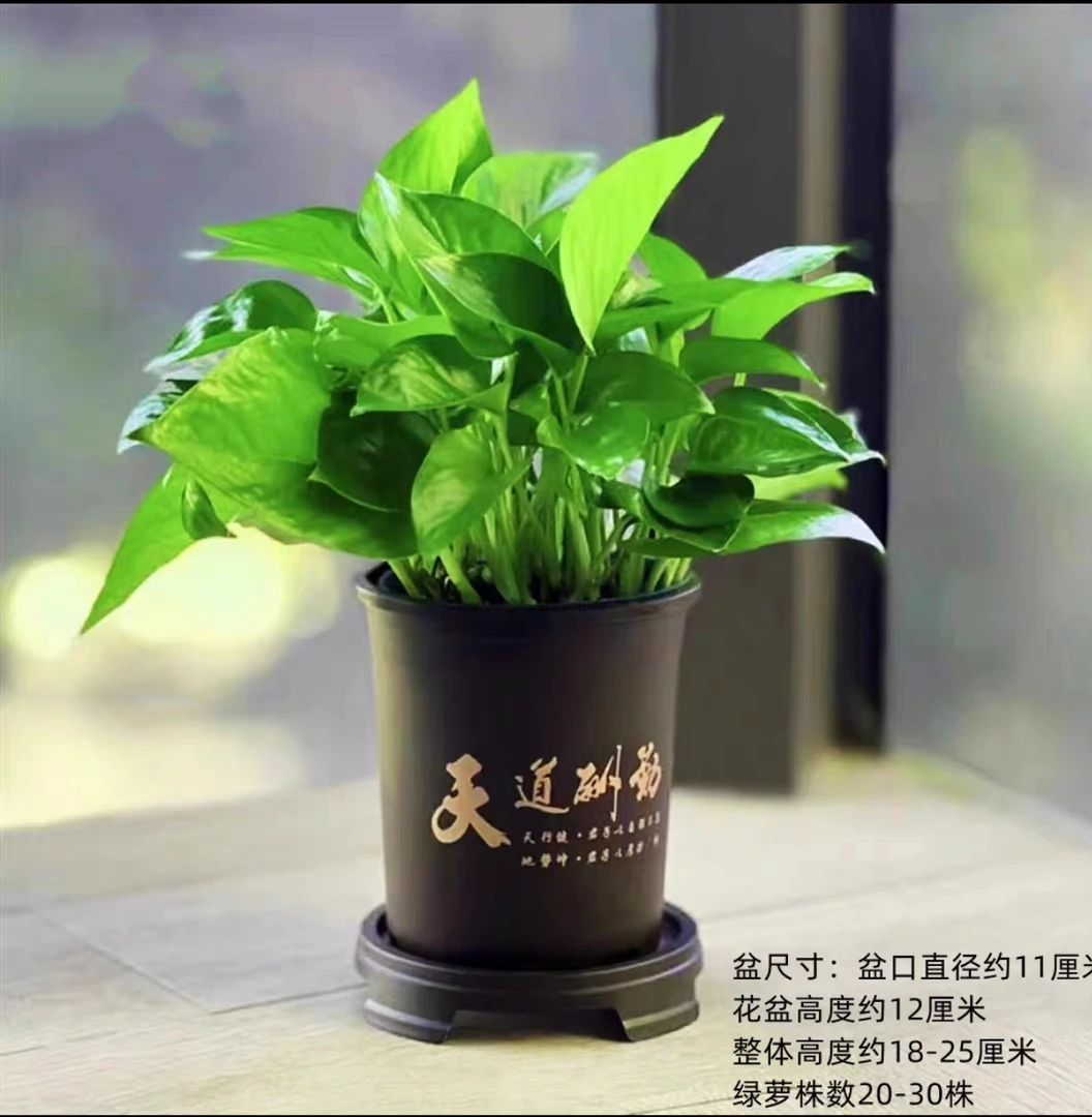 【拍一发二】110盆绿萝送天道酬勤盆室内客厅吸甲醛