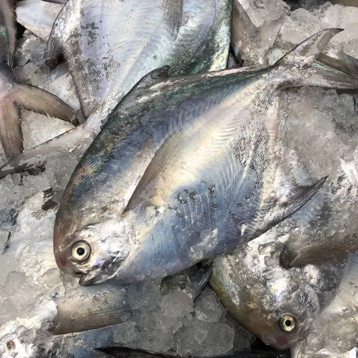 神泉本港海捕银鲳 4-6条一斤白鲳 洗杀好400g 广东省包邮 5斤