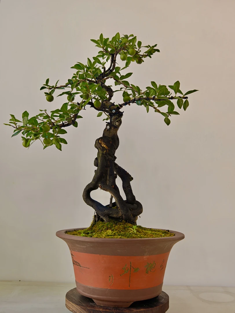 精品金弹子盆景，一物一拍，精品老桩，瓶兰花