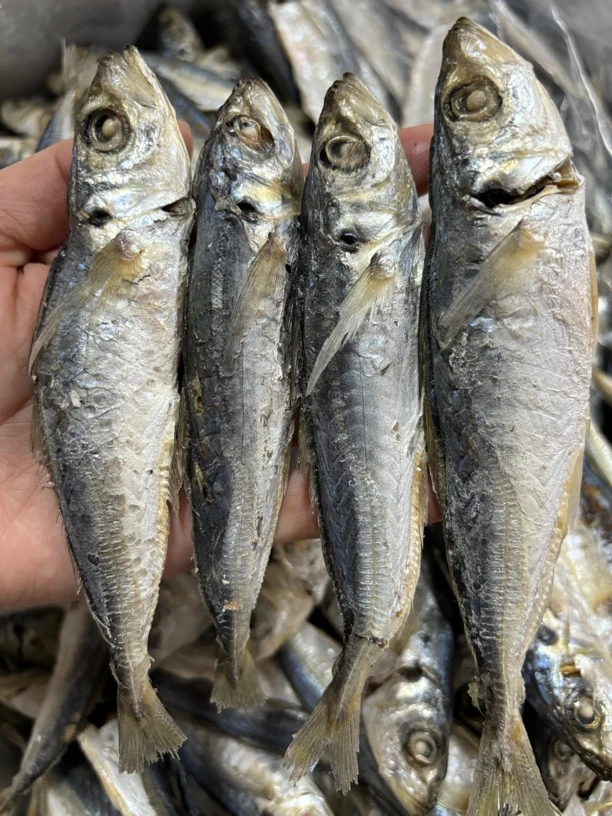 带头熟巴浪鱼干新鲜油煎下饭冷冻保存美味鱼干