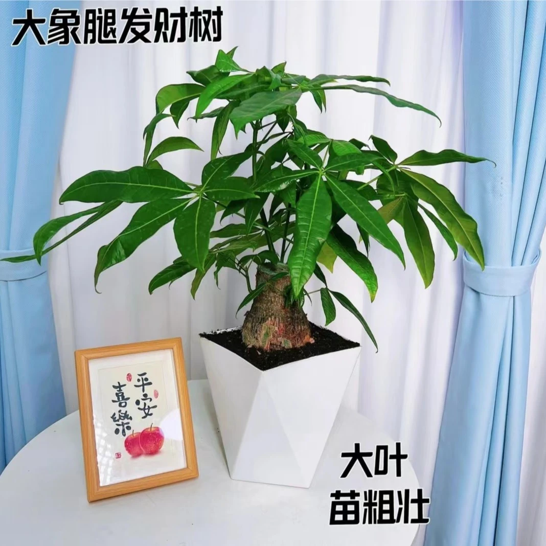 【花田福利】客厅发财树大象腿独杆室内绿植养护美化四季好养耐旱