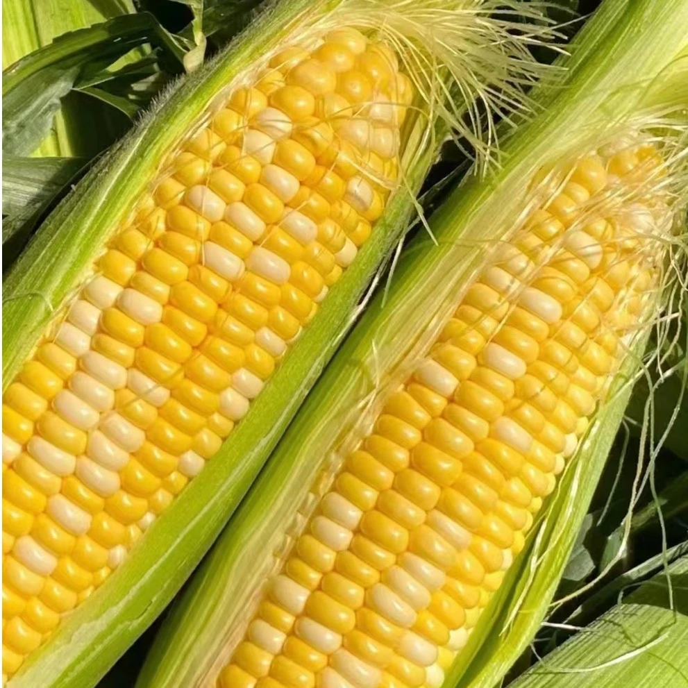 【甜脆】云南金银水果玉米产地现摘现发食用鲜嫩新鲜香甜脆嫩好吃