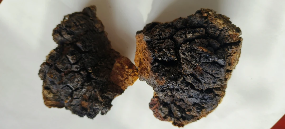 大兴安岭桦树茸菇