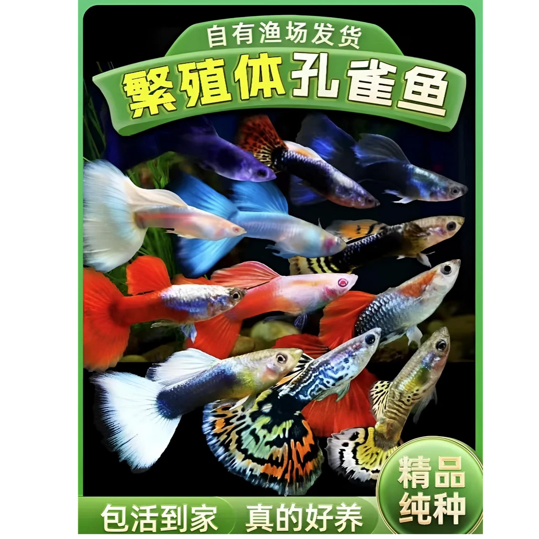 14条【大耳，象耳，蕾丝，白金红尾，黄金牡丹，蓝月光】公母混搭孔雀鱼