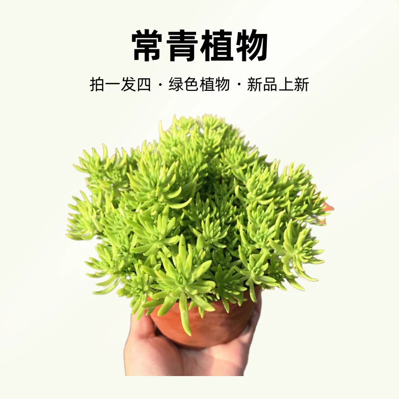 佛甲草苗屋顶绿化草平万年草景天过路黄常青植物