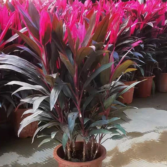 红叶朱蕉盆栽大型室内客厅卧室除甲醛观叶盆景花卉水培红叶铁植物