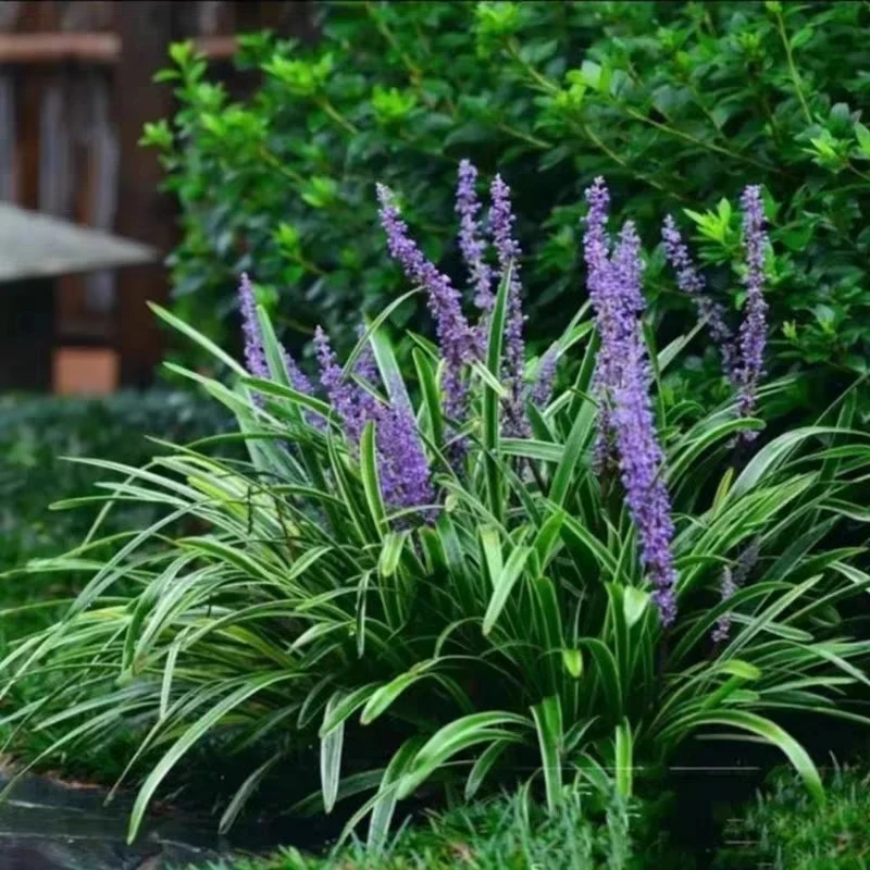 金边麦冬草苗庭院宿根花卉地被植物耐寒耐热