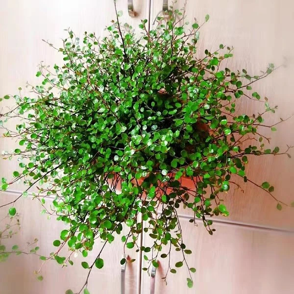 千叶吊兰盆栽观叶植物多年生垂吊餐桌摆件绿植四季常青大盆