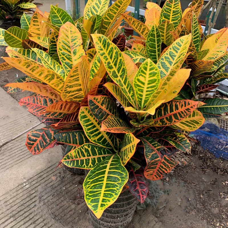 变叶木黄金万两盆栽客厅绿植老桩七彩变色木办公室盆景